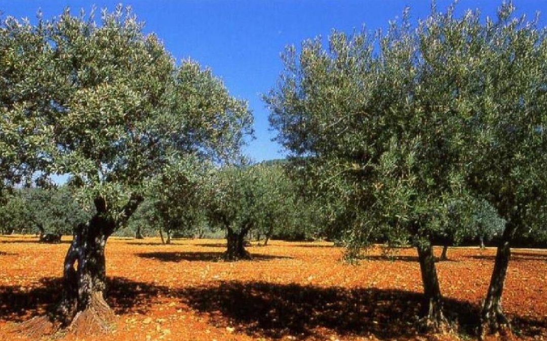 A LA RENCONTRE DE NOS RACINES